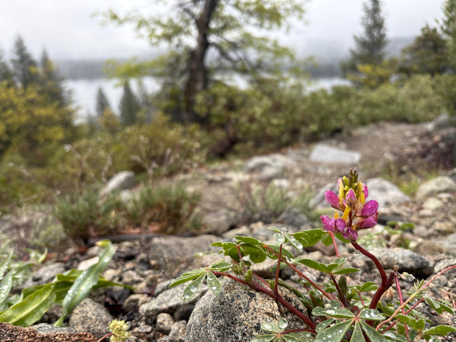 Wildflower on granite