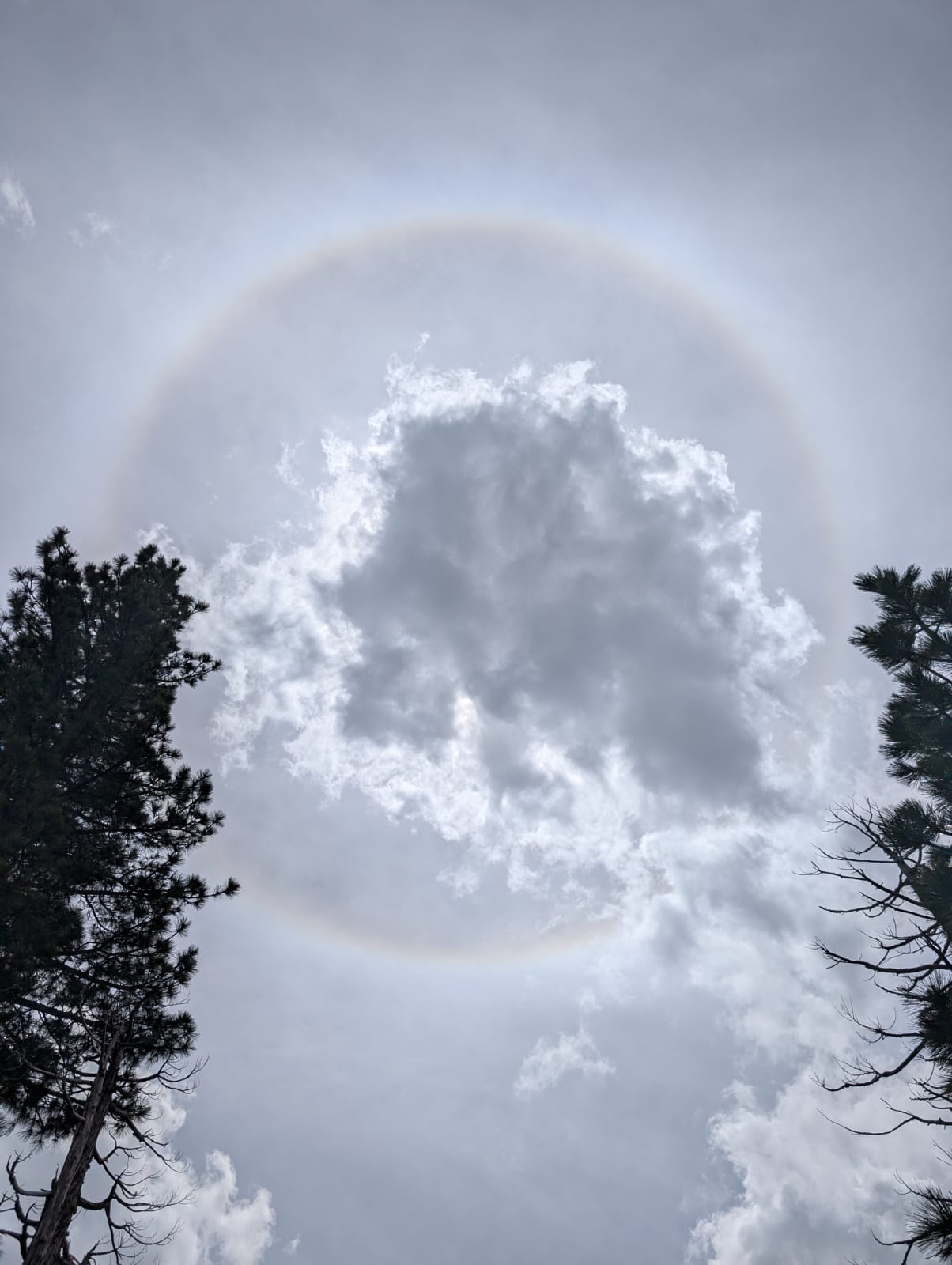 Sun halo phenomenon over the wilderness — sacred signs on The Holy Wilds quest