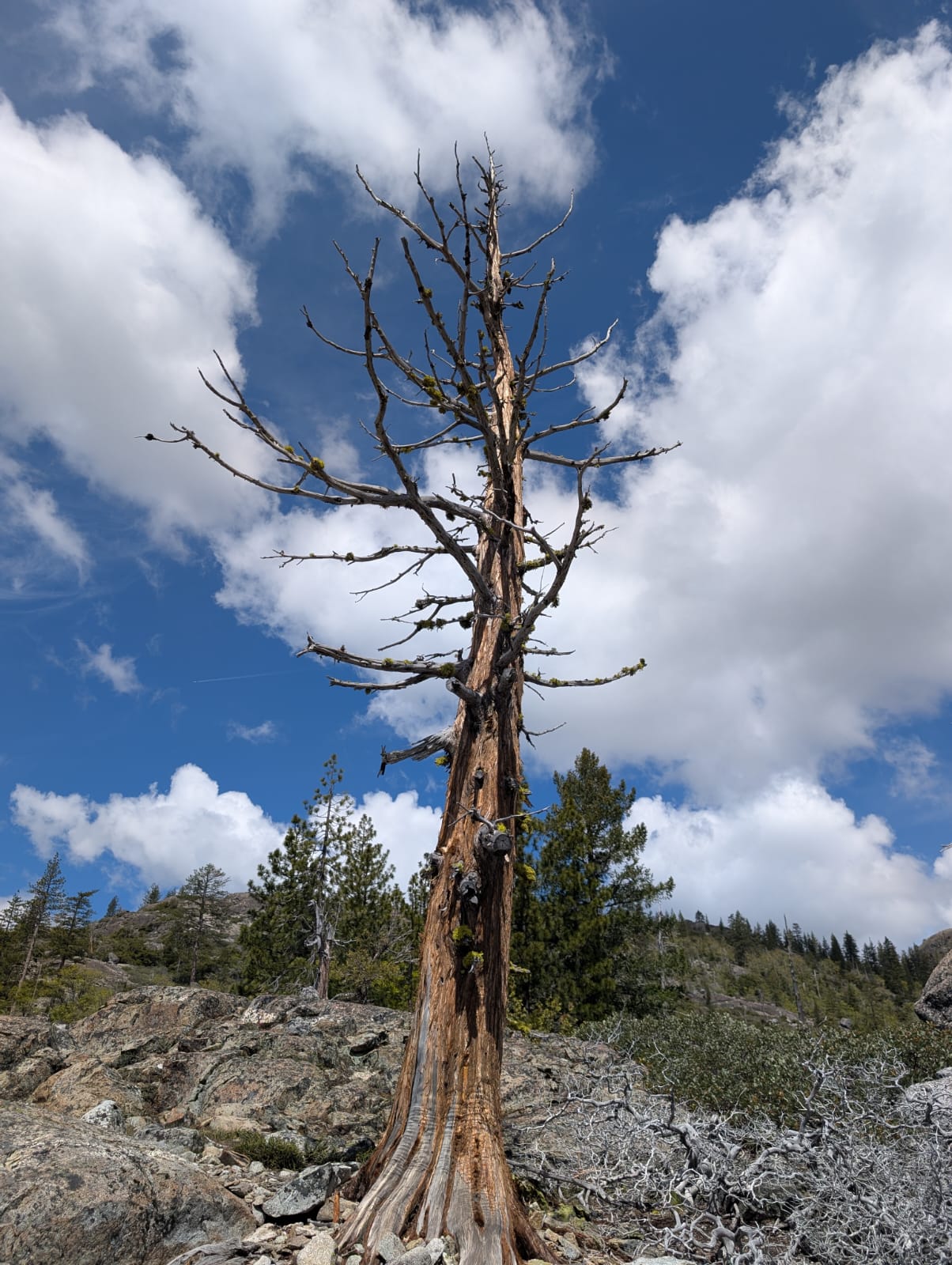 Ancient tree against blue sky