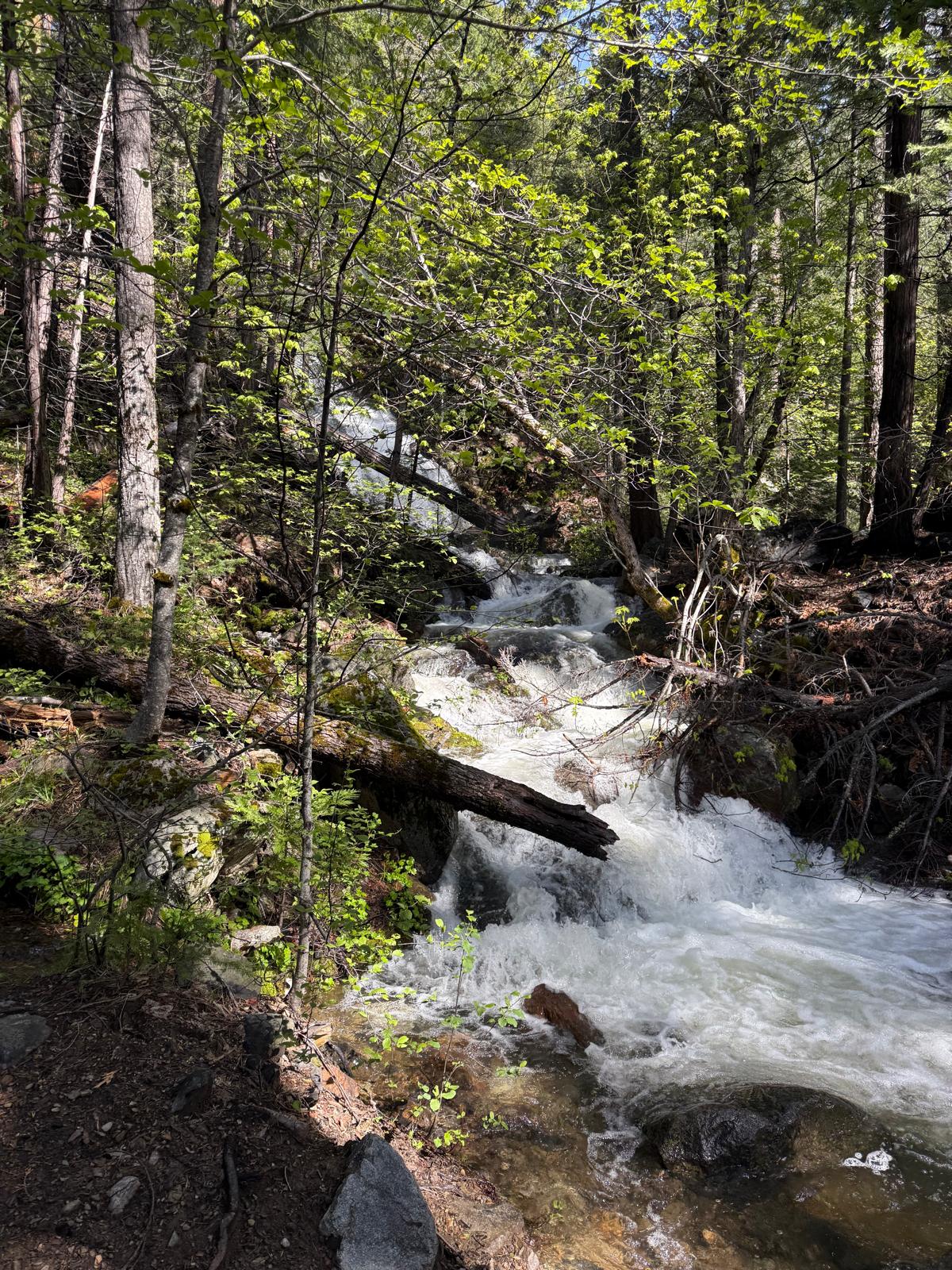 Forest waterfall in the Shasta-Trinity National Forest — Holy Wilds wilderness quest